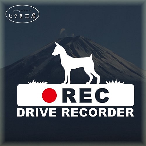 ミニチュアピンシャーの白シルエットステッカー後方注意!!『DRIVE　RECORDER』 1枚目の画像