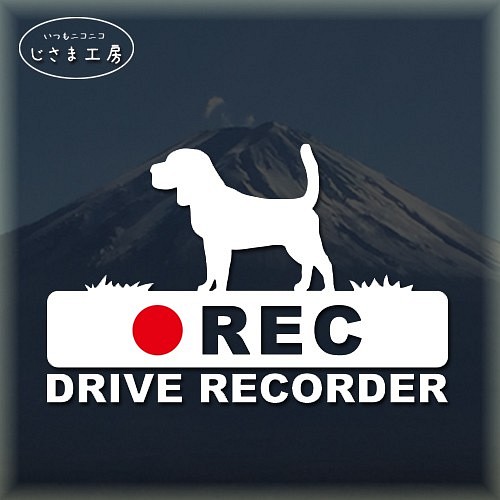 ビーグル犬の白シルエットステッカー後方注意!!『DRIVE RECORDER