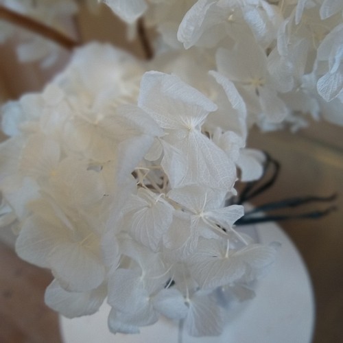 白い紫陽花ドライフラワー５本セット フラワー・リース ajisai 通販 