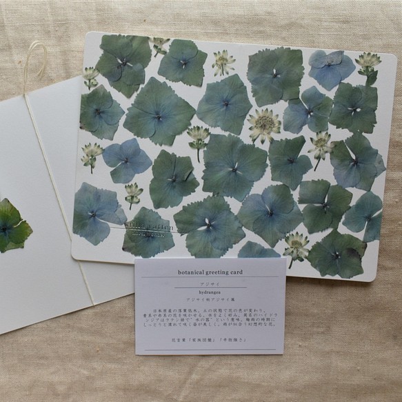[botanical greeting card]　アジサイ　花言葉メッセージカード 1枚目の画像