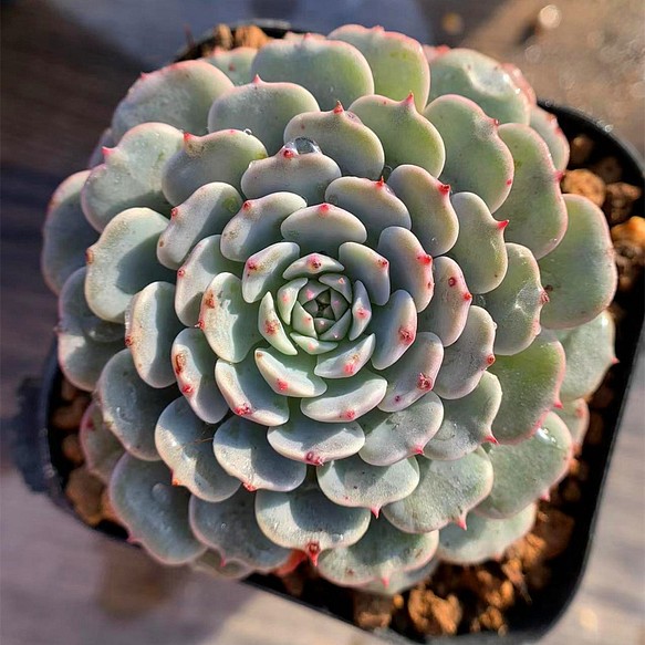 276.多肉植物 寄せ植え エケベリア属 ピンウィール Echeveria