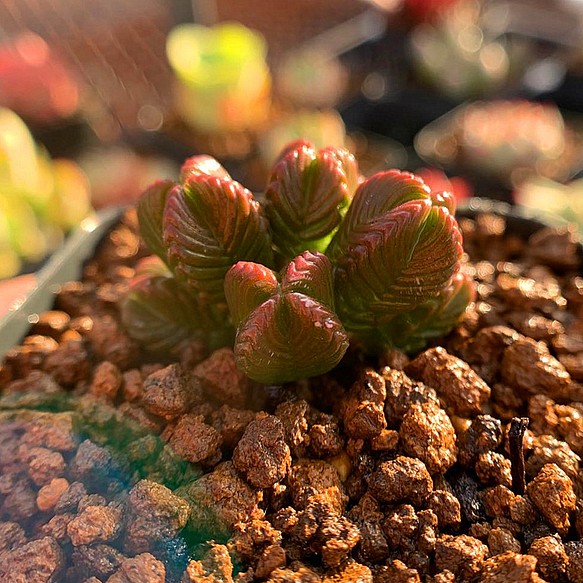 農園直売 クラッスラ属 Crassula Quadrangularis 抜き苗 多肉植物 観葉植物 インテリア 寄せ植え フラワー リース 多肉専門verve 通販 Creema クリーマ ハンドメイド 手作り クラフト作品の販売サイト