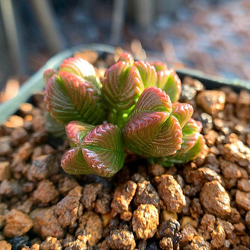 農園直売 クラッスラ属 Crassula Quadrangularis 抜き苗 多肉植物 観葉植物 インテリア 寄せ植え フラワー リース 多肉専門verve 通販 Creema クリーマ ハンドメイド 手作り クラフト作品の販売サイト