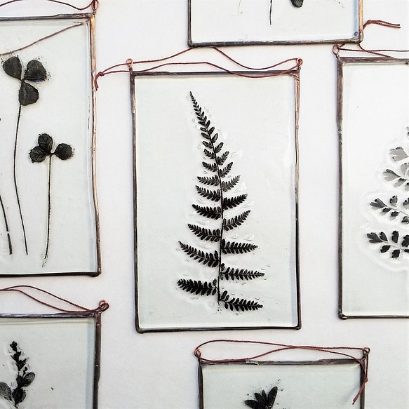 「Botanical Card/ヒメワラビ」　ガラス、植物標本、オーナメント 1枚目の画像