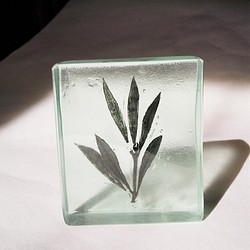 「Botanical Cube/オリーブ」　ガラス　植物標本　ペーパーウェイト 1枚目の画像