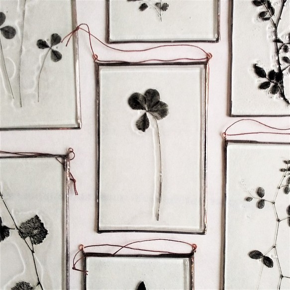 「Botanical Card/四つ葉のクローバー」ガラス　植物標本　オーナメント 1枚目の画像