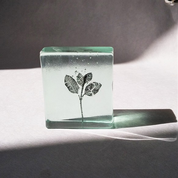 「Botanical Cube/萌芽（ツルニチニチソウ）」　ガラス　植物標本　ペーパーウェイト 1枚目の画像