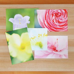 フォトポストカード 5枚セット / 花の色彩と造形 1枚目の画像