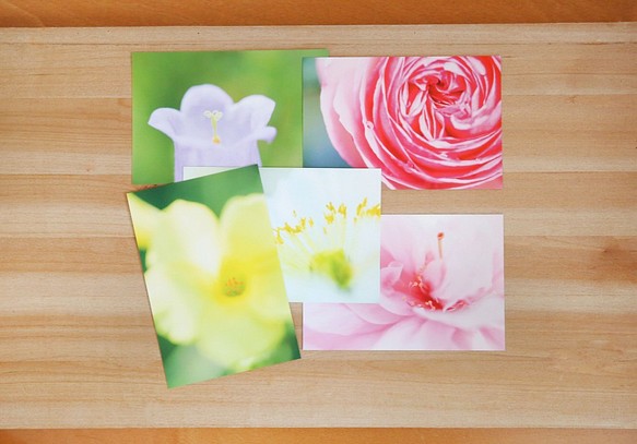 フォトポストカード 5枚セット / 花の色彩と造形 1枚目の画像