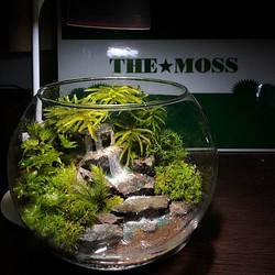 苔テラリウム オーダーメイド 大 特別な一品 プレゼントにもオススメ フラワー リース The Moss 通販 Creema クリーマ ハンドメイド 手作り クラフト作品の販売サイト