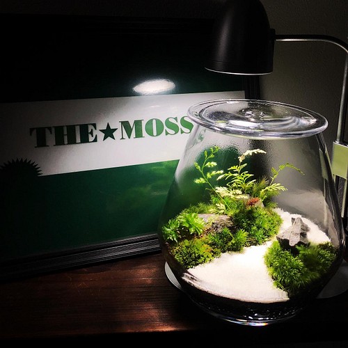 枯山水 苔テラリウムオーダーメイド 唯一無二 プレゼントにもオススメ その他素材 The Moss 通販 Creema クリーマ ハンドメイド 手作り クラフト作品の販売サイト