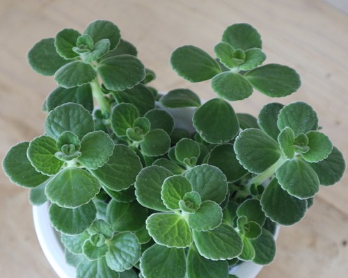 大人気♡香る♡多肉植物♡アロマティカス♡ハーブ♡鉢ごと♡ 多肉植物