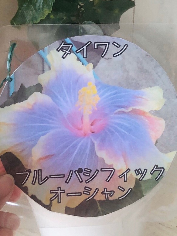 超レア品種 ハイビスカス タイワン ブルーパシフィックオーシャン 6号ポット フラワー リース Nico Flowers 桜雫 通販 Creema クリーマ ハンドメイド 手作り クラフト作品の販売サイト