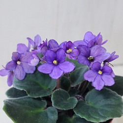 室内花の女王♡セントポーリア♡パープル♡観葉植物♡ 1枚目の画像