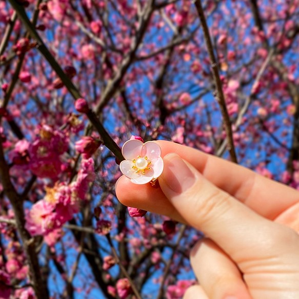 2月出生的花朵-略帶粉紅色的春天李子耳環 第1張的照片