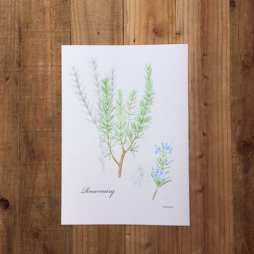 Botanical Art Herbal Mini Poster ハーブ ローズマリーのポスター 植物画 イラスト Botanart 通販 Creema クリーマ ハンドメイド 手作り クラフト作品の販売サイト