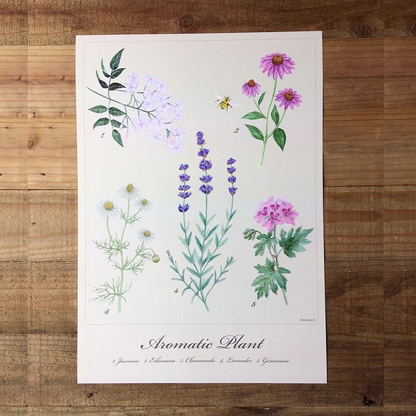 Aromatic Plant Poster　芳香植物　ポスター　植物画 1枚目の画像