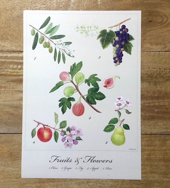 Fruits & Flowers Poster　果実とその花のポスター　植物画 1枚目の画像