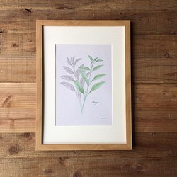 Botanical art  Herbal Mini Poster　ハーブ/セージのポスター　植物画 1枚目の画像