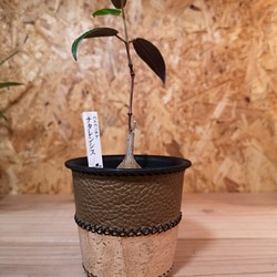 植物カバープラ鉢付き(コルクレザーと本革) 1枚目の画像