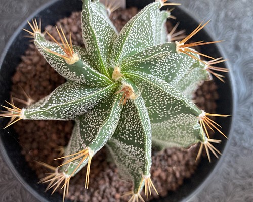 送料込 Astrophytum omatum アストロフィツム 般若　多肉植物　サボテン