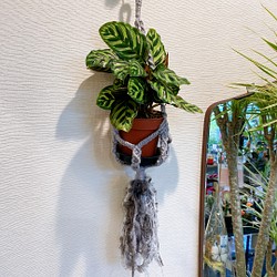 一点物　プランツハンガー付き　カラテア　マコヤナ　観葉植物　 1枚目の画像