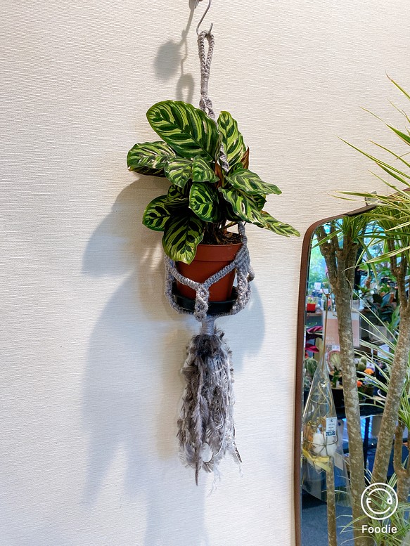 一点物　プランツハンガー付き　カラテア　マコヤナ　観葉植物　 1枚目の画像