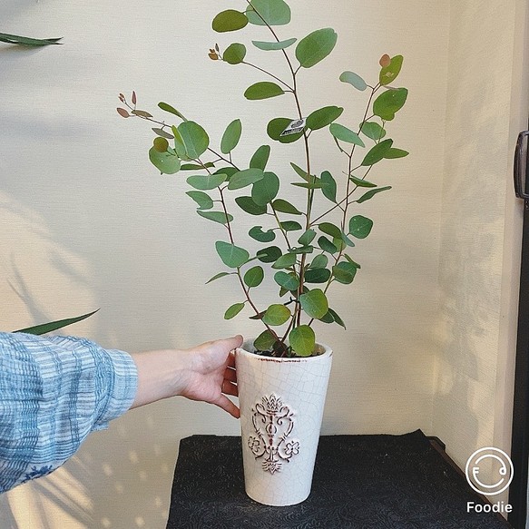 すぐ飾れる 送料込 陶器入のユーカリ ポポラス ドライフラワー ハンドメイド 一輪挿し 花瓶 花器 Flower Salon Arkirei 通販 Creema クリーマ ハンドメイド 手作り クラフト作品の販売サイト