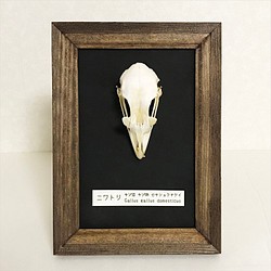 ニワトリの頭骨標本(フレーム) 1枚目の画像