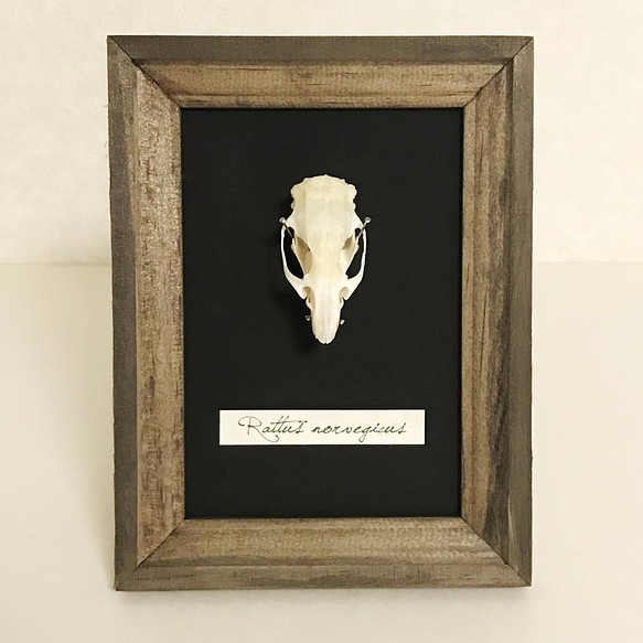ラットの頭骨標本(フレーム) 1枚目の画像