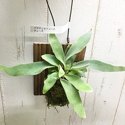 コウモリラン ビカクシダ ビーチー 板付け その他インテリア雑貨 Plants Shop Olive 通販 Creema クリーマ ハンドメイド 手作り クラフト作品の販売サイト