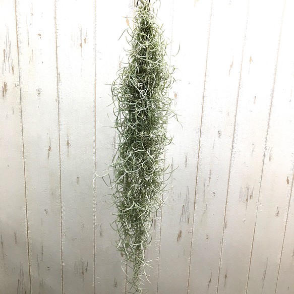 国産 エアプランツ チランジア ウスネオイデス 太葉 Tillandsia Usneoides スパニッシュモス その他インテリア雑貨 Plants Shop Olive 通販 Creema クリーマ ハンドメイド 手作り クラフト作品の販売サイト