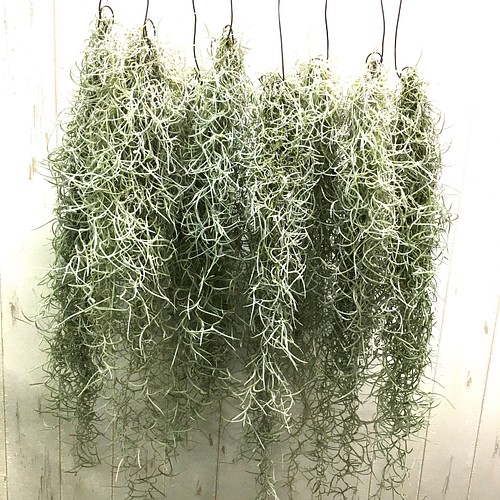 国産 エアプランツ チランジア ウスネオイデス 太葉 Tillandsia Usneoides スパニッシュモス その他インテリア雑貨 Plants Shop Olive 通販 Creema クリーマ ハンドメイド 手作り クラフト作品の販売サイト