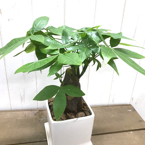 同梱不可】 【現品】観葉植物 パキラ 朴 10号鉢 植え替え済み