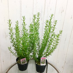 鉢ごと 立性 ローズマリー マジョリカピンク 3 5号 2ポット その他インテリア雑貨 Plants Shop Olive 通販 Creema クリーマ ハンドメイド 手作り クラフト作品の販売サイト