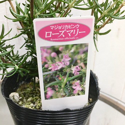 鉢ごと 立性 ローズマリー マジョリカピンク 3 5号 2ポット その他インテリア雑貨 Plants Shop Olive 通販 Creema クリーマ ハンドメイド 手作り クラフト作品の販売サイト