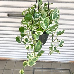 ポトス エンジョイ その他インテリア雑貨 Plants Shop Olive 通販 Creema クリーマ ハンドメイド 手作り クラフト作品の販売サイト