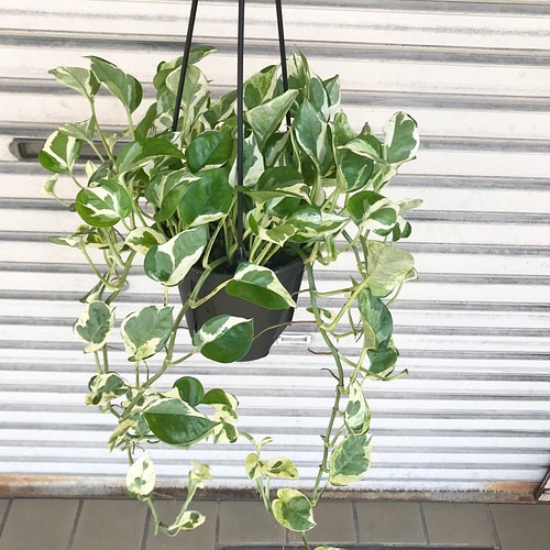 ポトス エンジョイ その他インテリア雑貨 Plants Shop Olive 通販 Creema クリーマ ハンドメイド 手作り クラフト作品の販売サイト