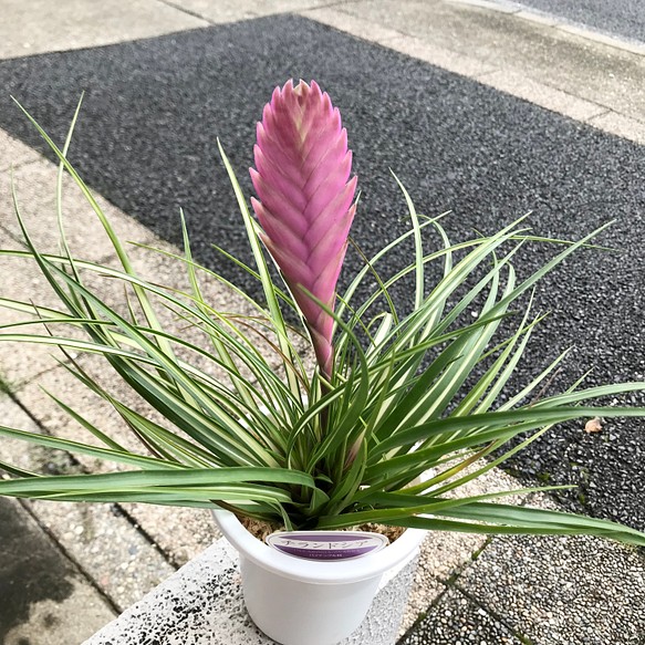 斑入り種 チランジア キアネア シアネア Wallisia Cyanea その他インテリア雑貨 Plants Shop Olive 通販 Creema クリーマ ハンドメイド 手作り クラフト作品の販売サイト