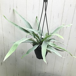 株立ち コウモリラン ビカクシダ ビーチー Platycerium Veitchii 吊り鉢 その他インテリア雑貨 Plants Shop Olive 通販 Creema クリーマ ハンドメイド 手作り クラフト作品の販売サイト