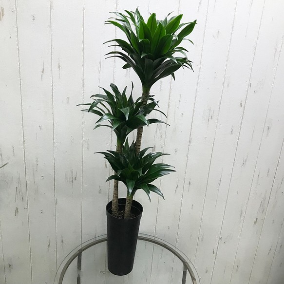 3株立 ドラセナ コンパクタ 3 5 4号ロング鉢 その他インテリア雑貨 Plants Shop Olive 通販 Creema クリーマ ハンドメイド 手作り クラフト作品の販売サイト