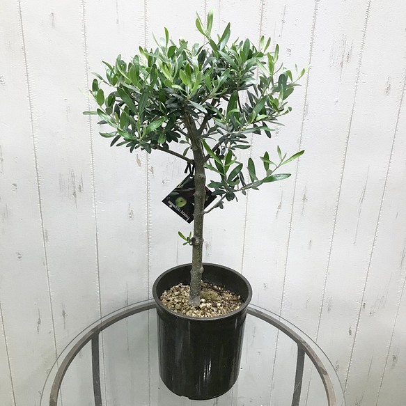 盆栽樹形 オリーブ ネバディロブランコ Souju その他インテリア雑貨 Plants Shop Olive 通販 Creema クリーマ ハンドメイド 手作り クラフト作品の販売サイト