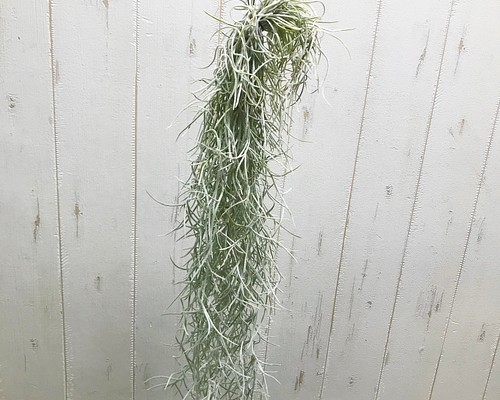 エアプランツ チランジア ウスネオイデス 太葉 Tillandsia usneoides