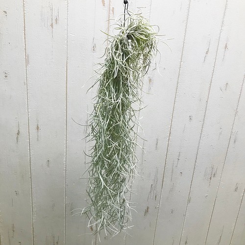 エアプランツ チランジア ウスネオイデス 太葉 Tillandsia Usneoides スパニッシュモス その他インテリア雑貨 Plants Shop Olive 通販 Creema クリーマ ハンドメイド 手作り クラフト作品の販売サイト