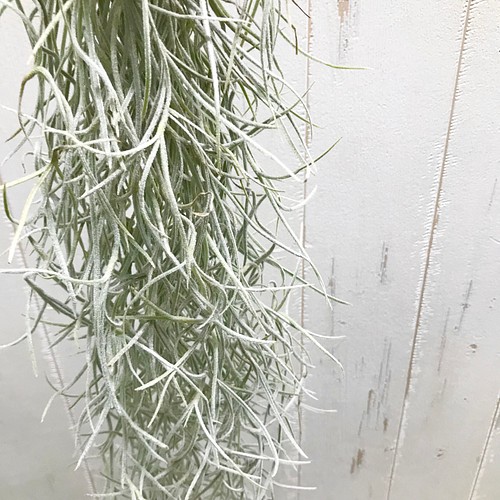 エアプランツ チランジア ウスネオイデス 太葉 Tillandsia usneoides