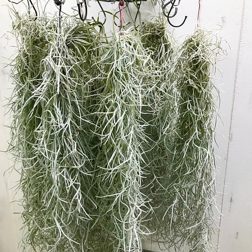 エアプランツ チランジア ウスネオイデス 太葉 Tillandsia usneoides