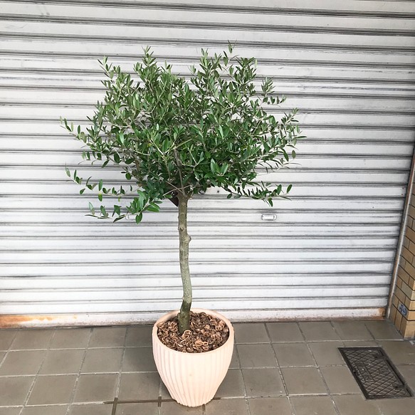 オリーブの木 ネバディロブランコ Souju テラコッタ その他インテリア雑貨 Plants Shop Olive 通販 Creema クリーマ ハンドメイド 手作り クラフト作品の販売サイト