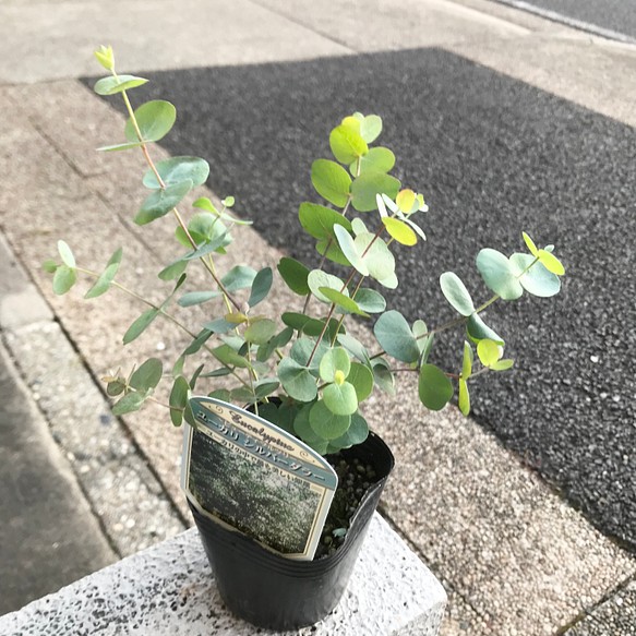 ユーカリ シルバーダラー 3号 その他インテリア雑貨 Plants Shop Olive 通販 Creema クリーマ ハンドメイド 手作り クラフト作品の販売サイト