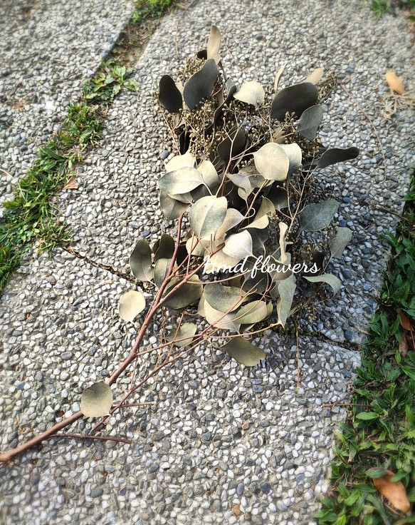【HMD.Flowers】乾燥花 花材 葉材 尤加利葉 馬醉木 雪松 佛光樹 第1張的照片
