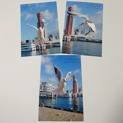 ポストカード３枚セット  みなと神戸に咲く華「ユリカモメ」風景写真  港町神戸 送料無料 1枚目の画像